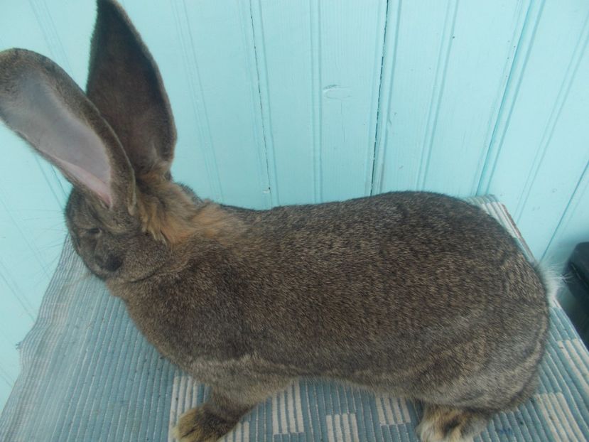 blana extra - FEMELA 3