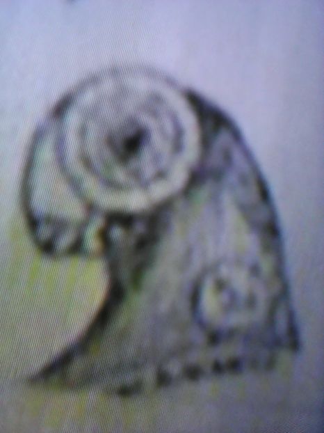  - B E R B E R I  ---    BARBS  PIGEONS