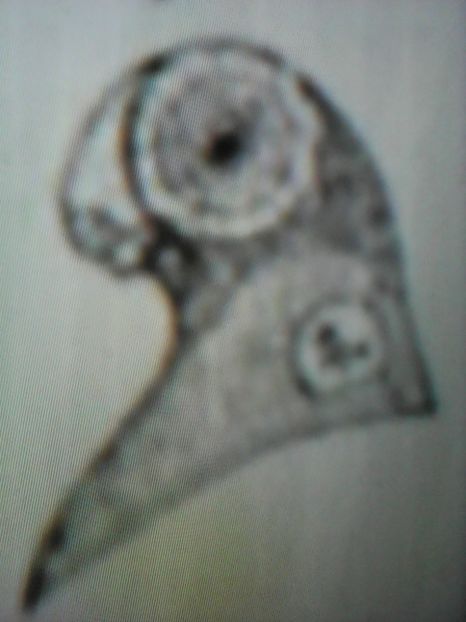  - B E R B E R I  ---    BARBS  PIGEONS