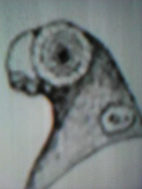  - B E R B E R I  ---    BARBS  PIGEONS