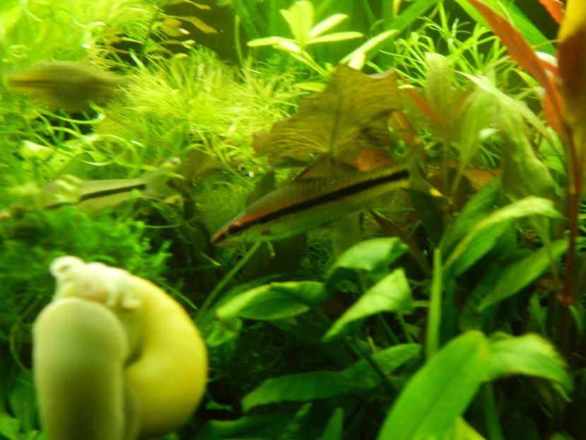 received_2013159738711613 - Acvariu 2016