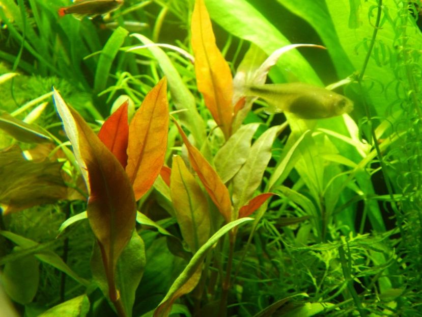 received_2013159712044949 - Acvariu 2016