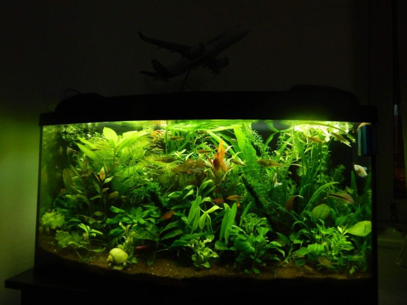 received_2013159872044933 - Acvariu 2016