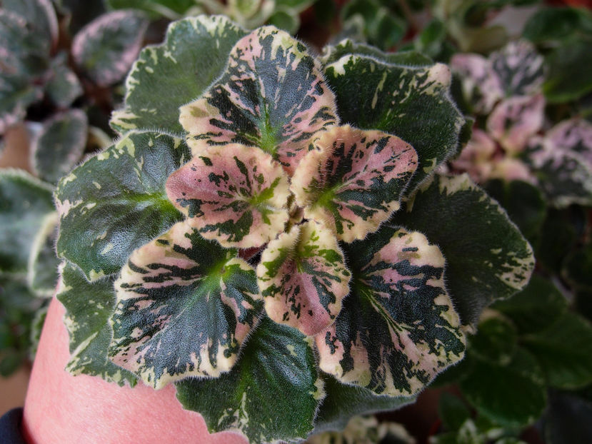 P3201164 - NK Sofiya Rotaru