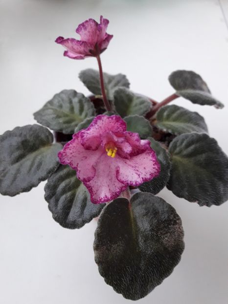 Martie 2018 - BUCKEYE CHERRY TOPPING