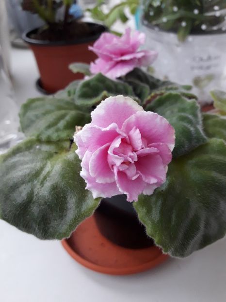 Martie 2018 - AV EXTAZ