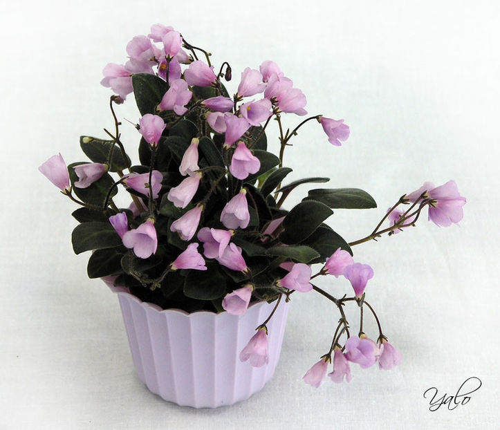 poza net - Flashy Trail