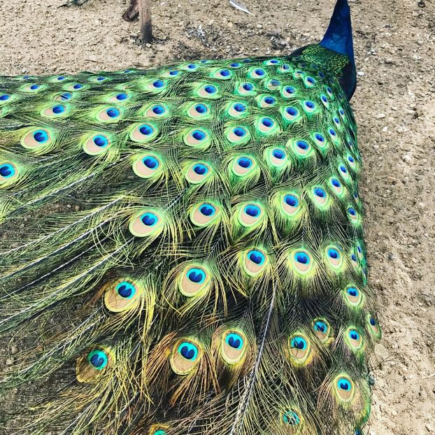  - VANZARI-SCHIMBURI-CUMPARARI