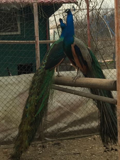  - VANZARI-SCHIMBURI-CUMPARARI