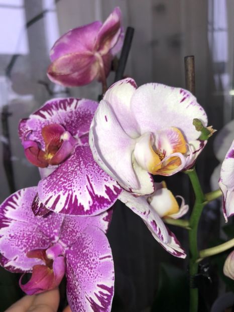 6E3B6EB4-35AC-40E9-B1E9-618099733DE2 - Orhidee 2018