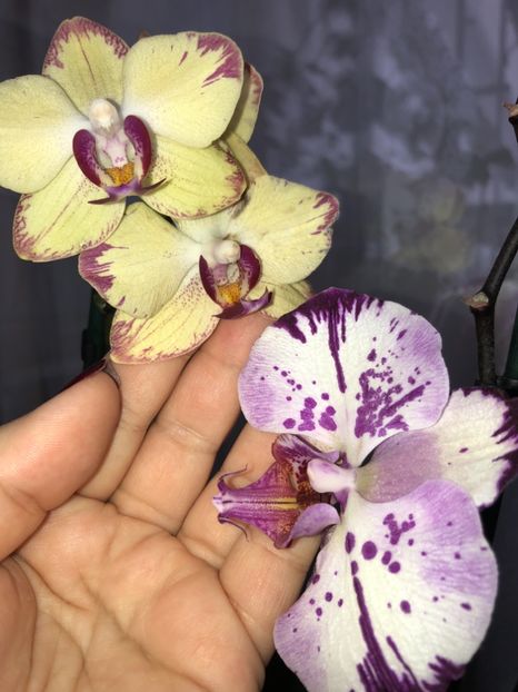 D3648F37-0A7D-4CC7-BCA5-120AAAFFA647 - Orhidee 2018