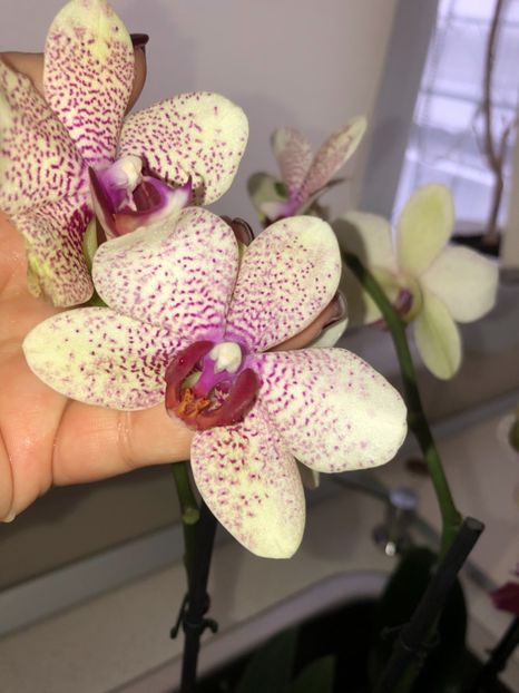 A373CCD8-B85E-43FD-AB5B-CCEB1BA05CDC - Orhidee 2018