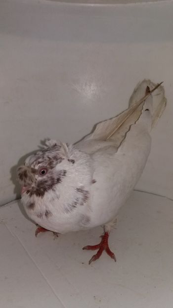 F 2017 - Por bimotati