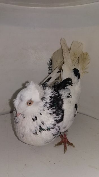 F 2016 1 - Por bimotati