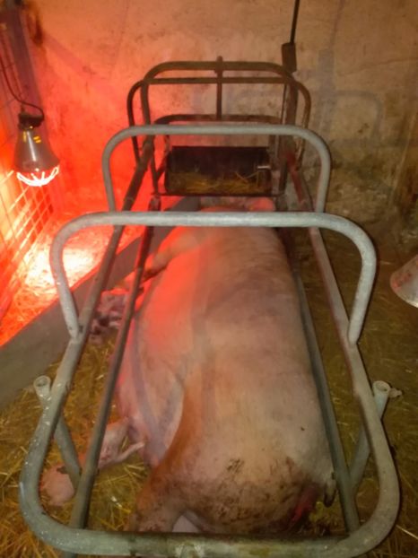  - Fătarea Nr 3 Pietrain marele alb