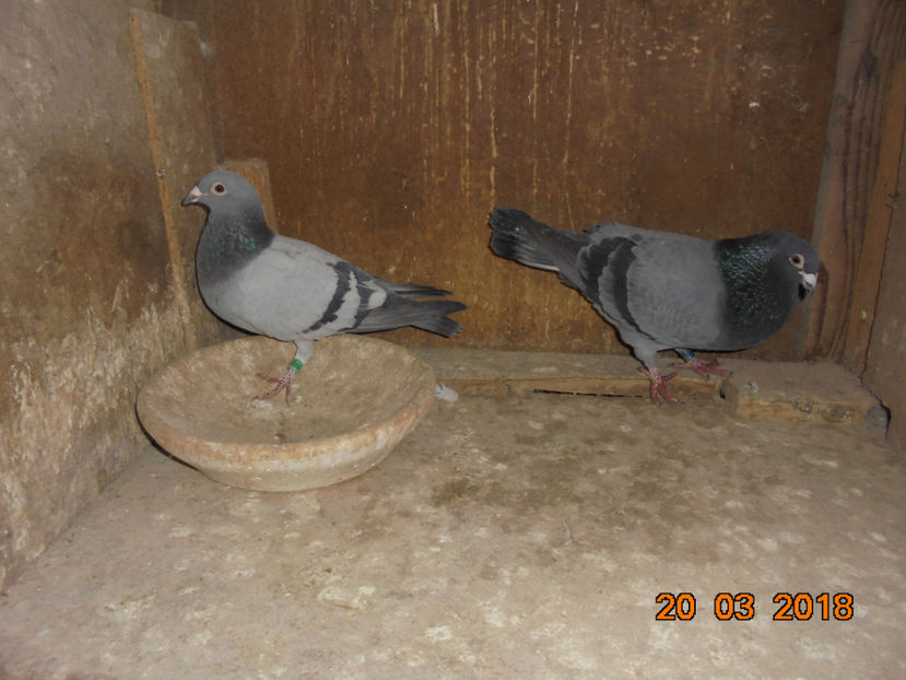 m b9 - Aa porumbei 2018