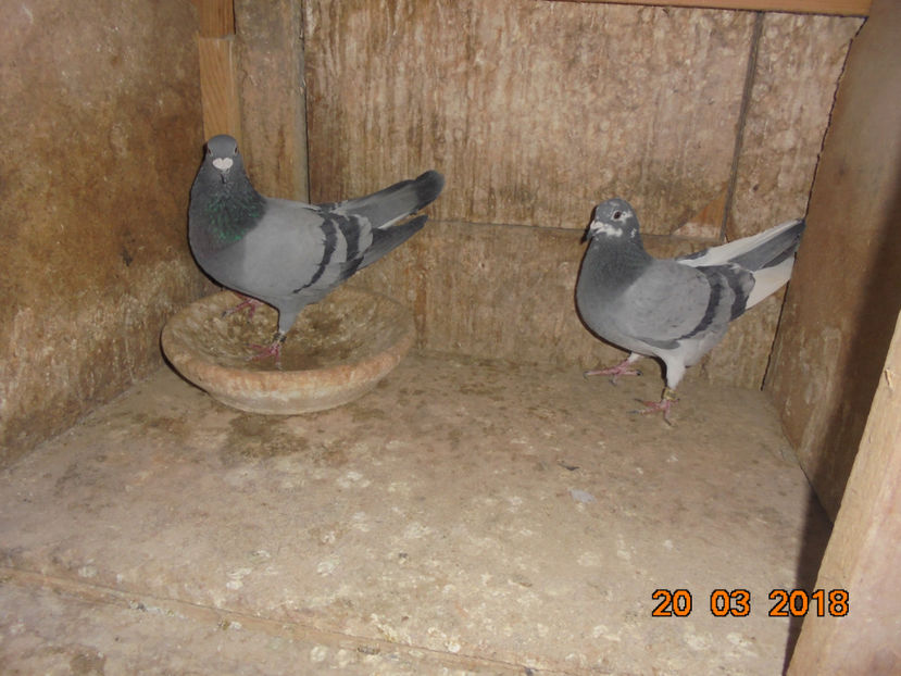 m b13 - Aa porumbei 2018