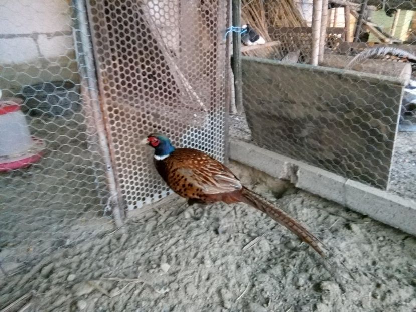 27048812_1659706890735318_1350609164_o - fazani comuni