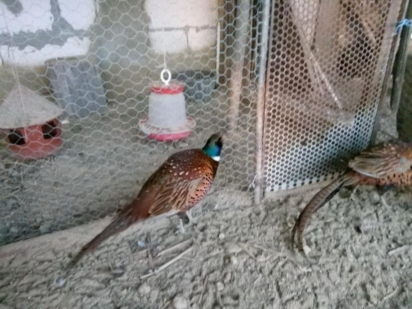 27046710_1659706867401987_2086777621_o - fazani comuni