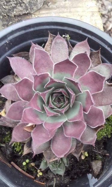 701166863288917 - Sempervivum