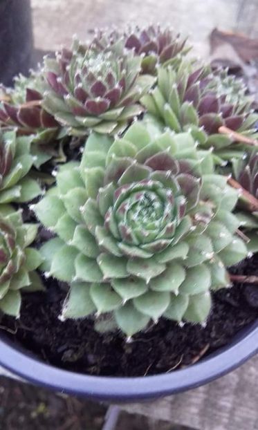 701166836622253 - Sempervivum