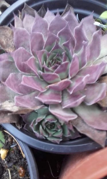 01166709955599 - Sempervivum
