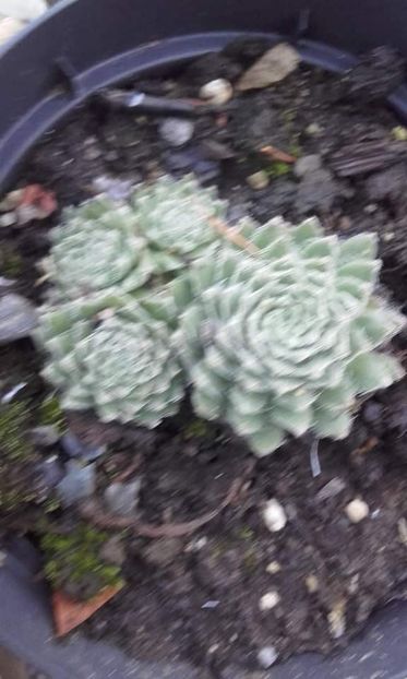 1701166659955604 - Sempervivum