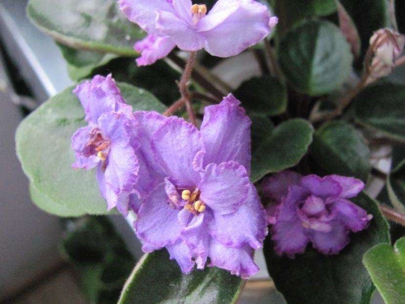  - ZZZRS-Barkhatnyi Nariad trailer