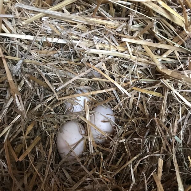 Ne-am ouat ce sa facem - Califari Paradis