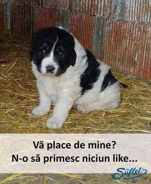  - Poze 1