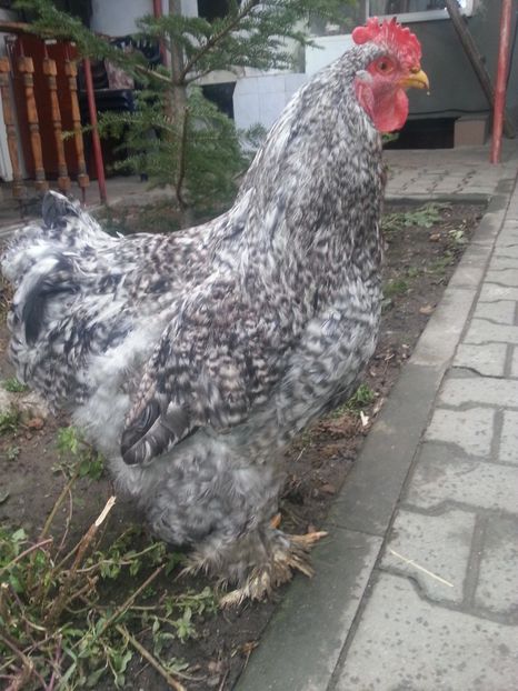  - Brahma 2018