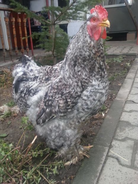  - Brahma 2018