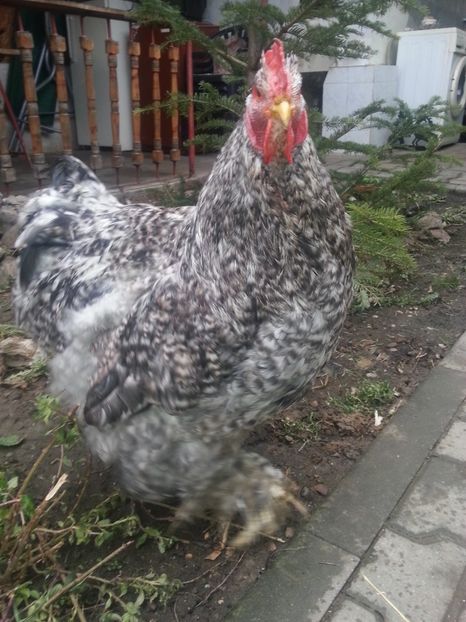  - Brahma 2018