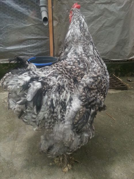  - Brahma 2018