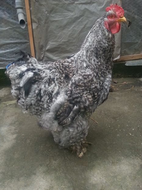  - Brahma 2018