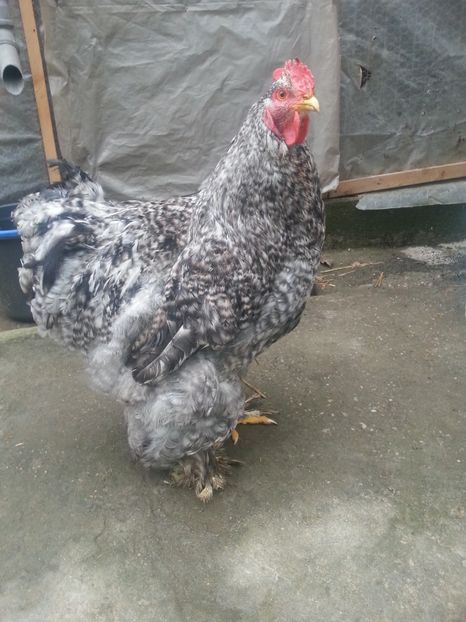  - Brahma 2018