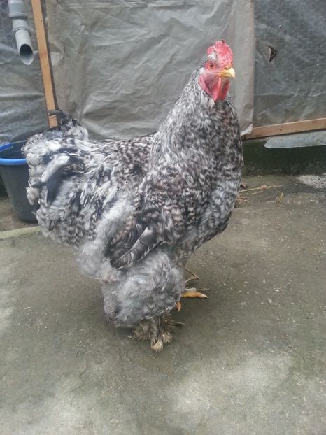  - Brahma 2018