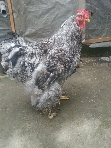  - Brahma 2018
