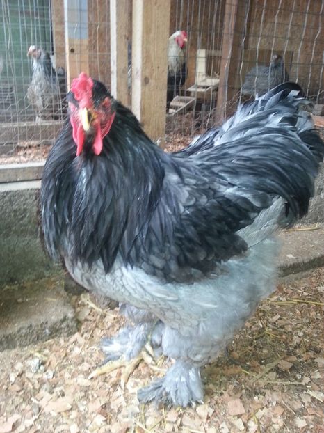  - Brahma 2018