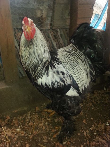  - Brahma 2018
