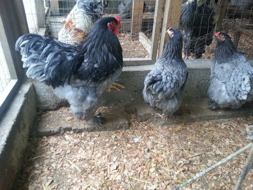  - Brahma 2018
