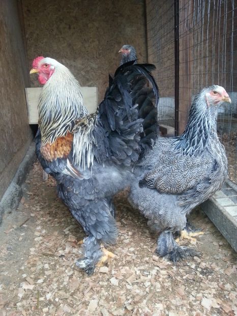  - Brahma 2018