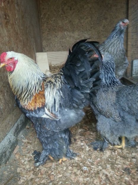  - Brahma 2018