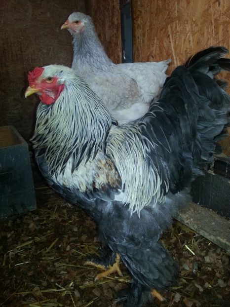  - Brahma 2018