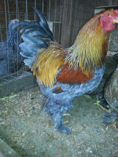  - Brahma 2018