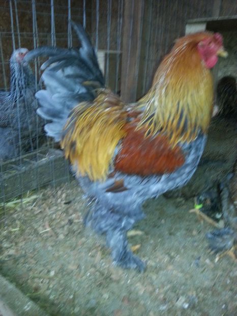  - Brahma 2018