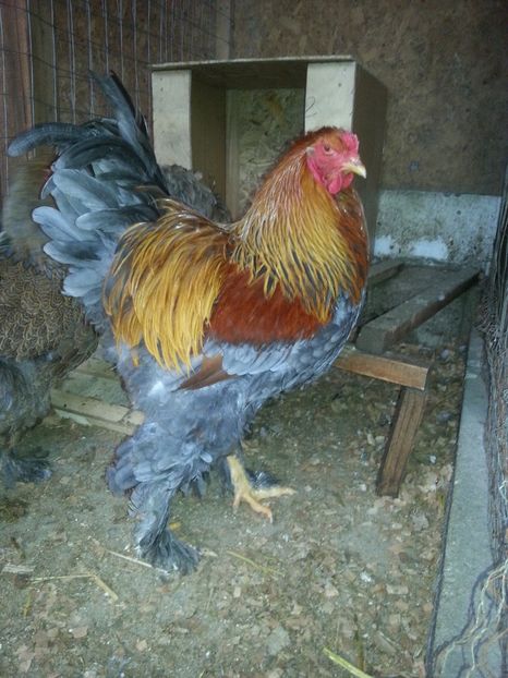  - Brahma 2018