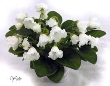 Alan_s White Feather - AA Poze net