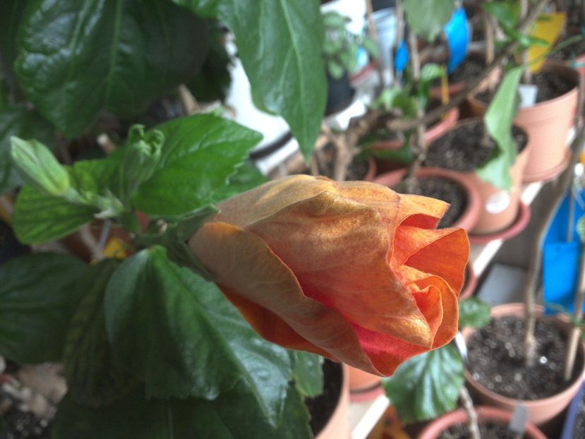 WIN_20180321_091105 - Taiwan Amanda