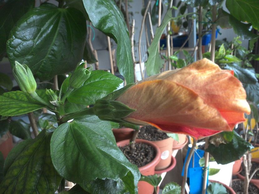 WIN_20180321_091205 - Taiwan Amanda